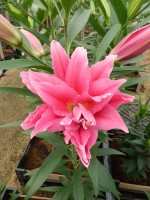 [5313 Elena No01.JPG]